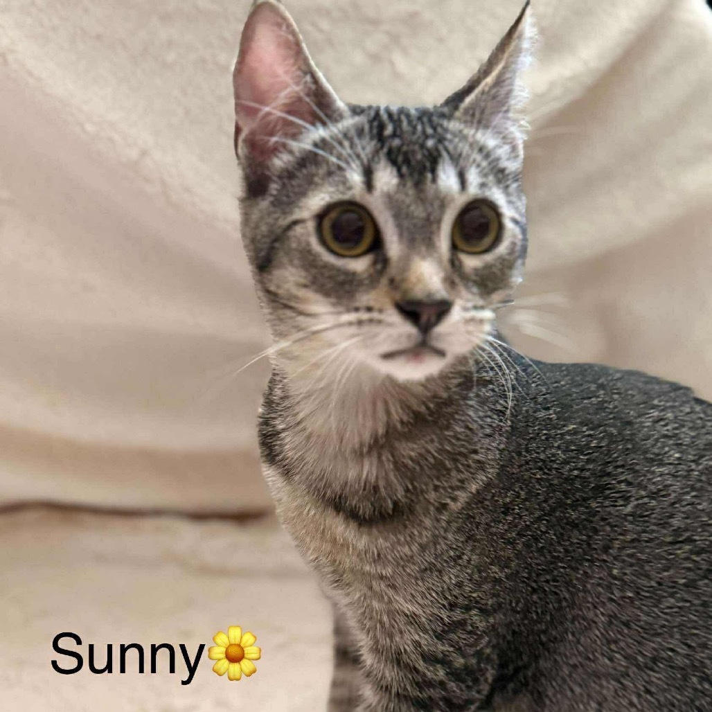 Sunny