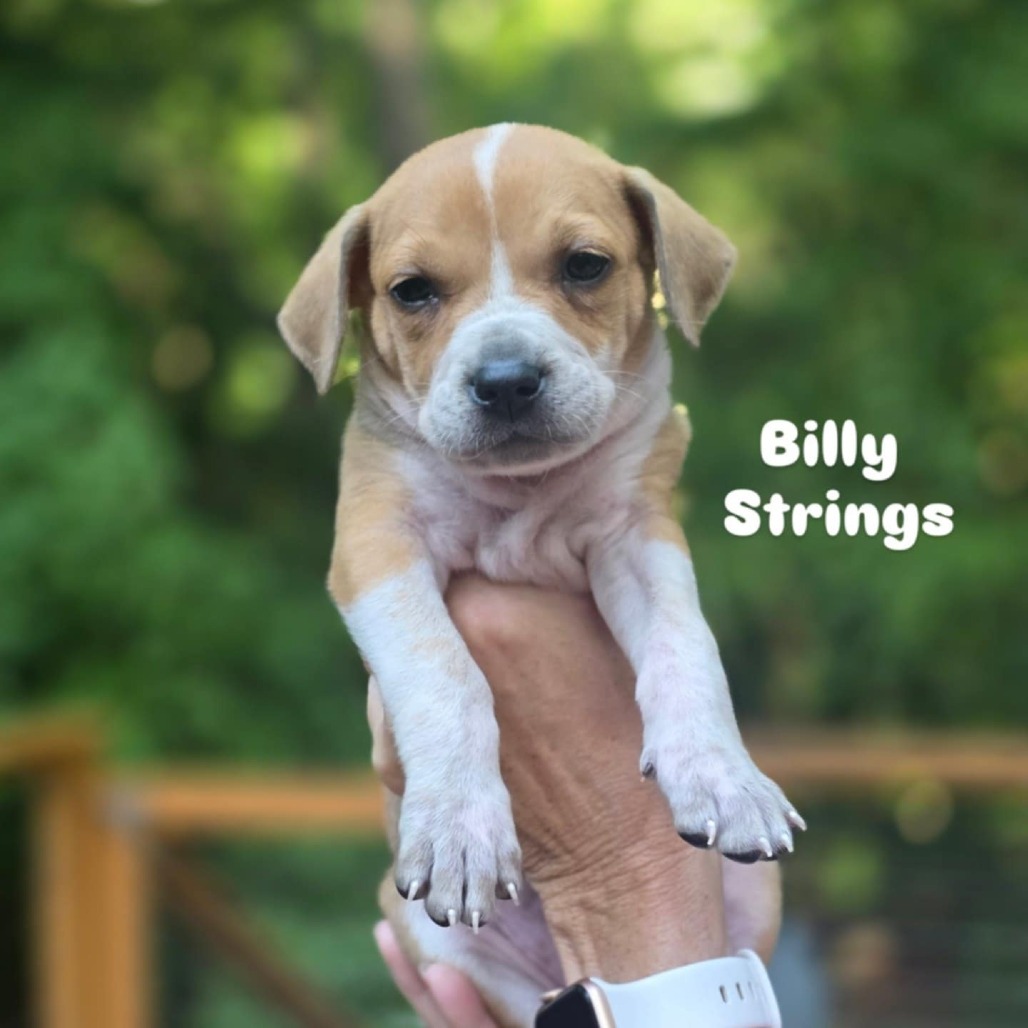 Billy Strings