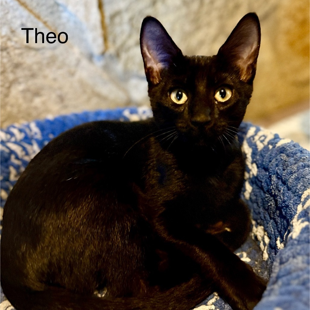 Theo