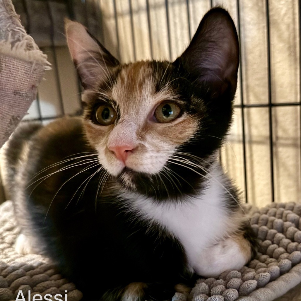 Alessi