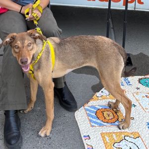 Kona Mixed Breed Dog