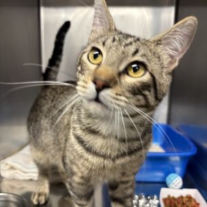 Bartholomew Domestic Short Hair Cat