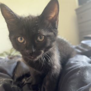 Jude Domestic Long Hair Cat