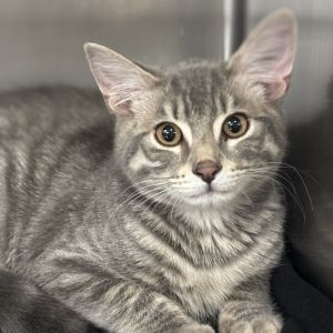 Honey Domestic Short Hair Cat