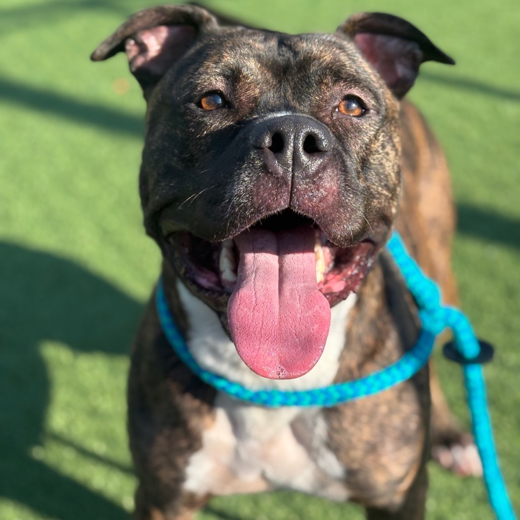 Roscoe, an adoptable Pit Bull Terrier, Bullmastiff in Chattanooga, TN, 37406 | Photo Image 1