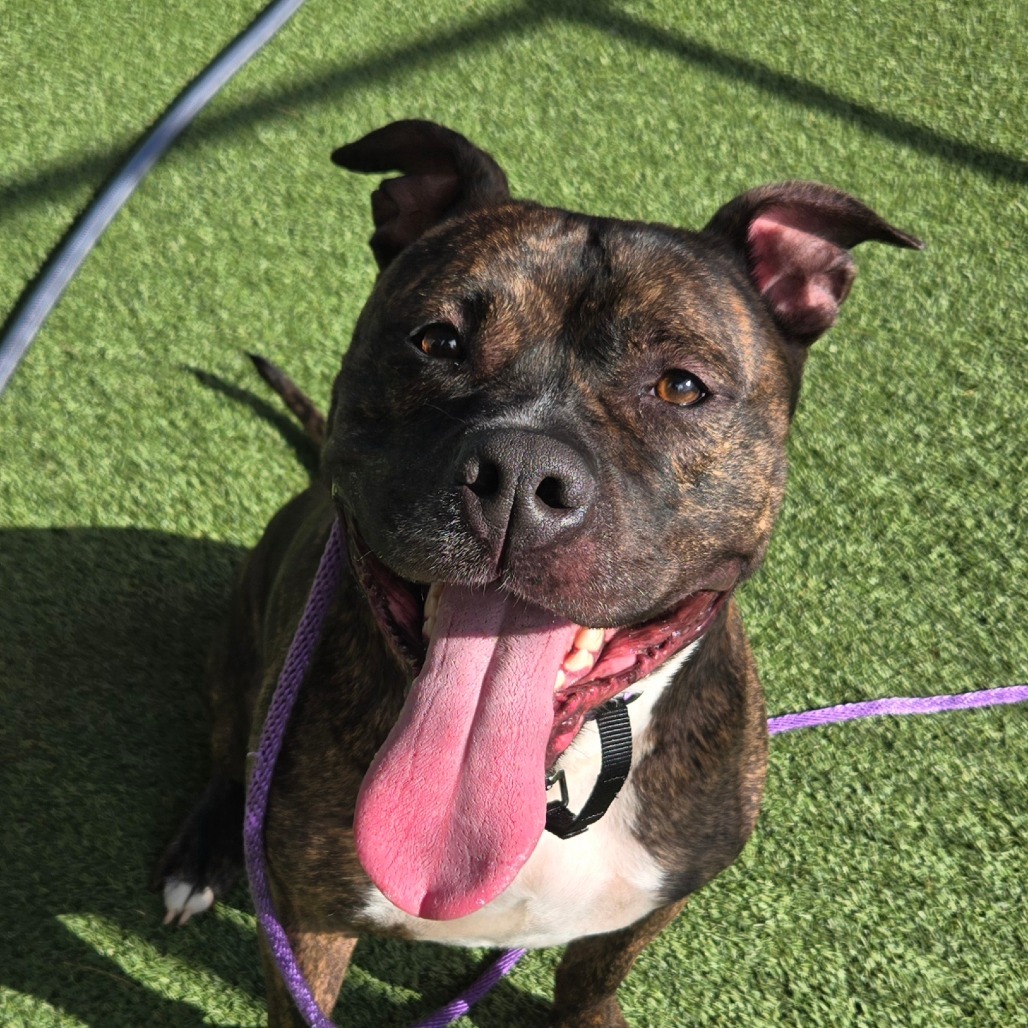 Roscoe, an adoptable Pit Bull Terrier, Bullmastiff in Chattanooga, TN, 37406 | Photo Image 2