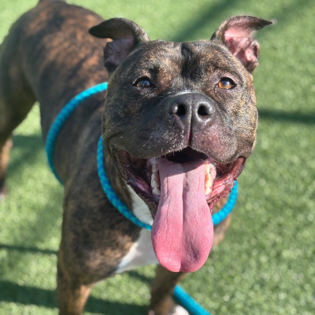 Roscoe, an adoptable Pit Bull Terrier, Bullmastiff in Chattanooga, TN, 37406 | Photo Image 4