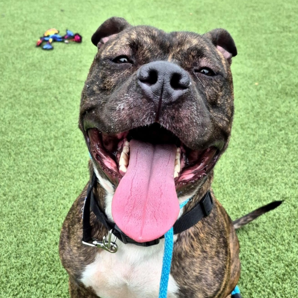 Roscoe, an adoptable Pit Bull Terrier, Bullmastiff in Chattanooga, TN, 37406 | Photo Image 5