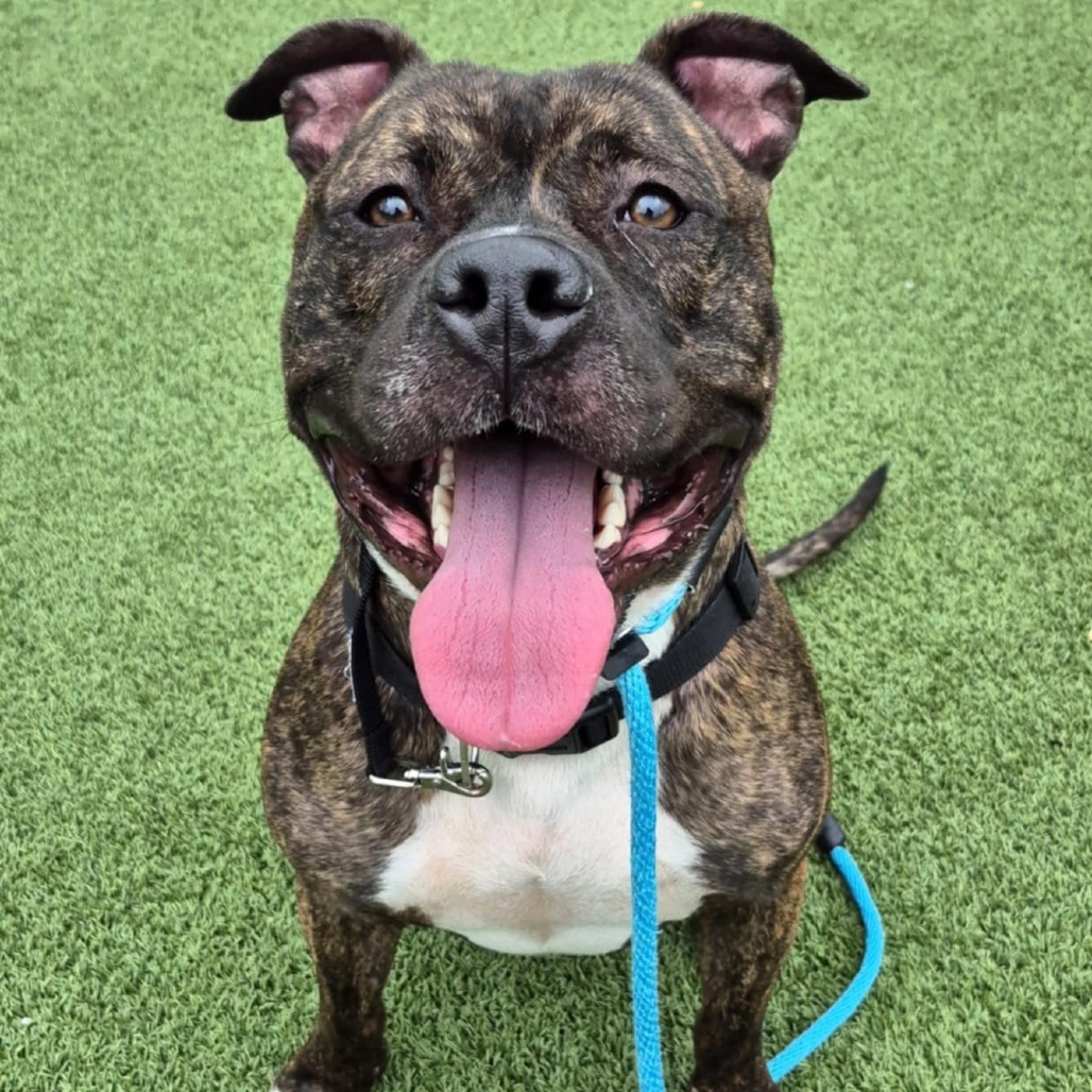 Roscoe, an adoptable Pit Bull Terrier, Bullmastiff in Chattanooga, TN, 37406 | Photo Image 6