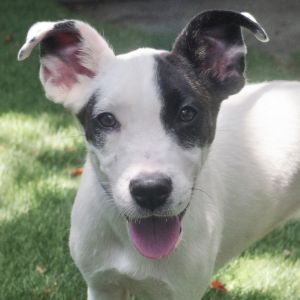 Puppy Madonna Mixed Breed Dog
