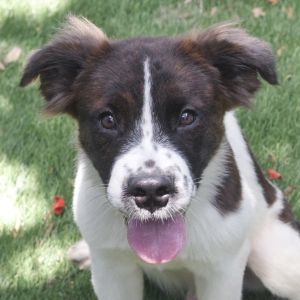 Puppy Bon Jovi Mixed Breed Dog