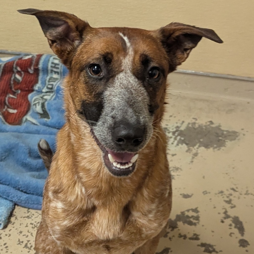 Billie, an adoptable Cattle Dog in Mount Shasta, CA, 96067 | Photo Image 1