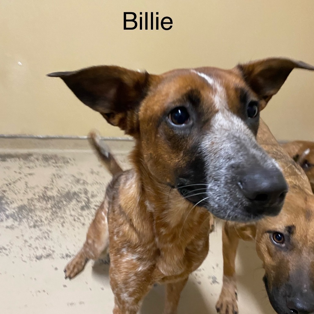 Billie, an adoptable Cattle Dog in Mount Shasta, CA, 96067 | Photo Image 2