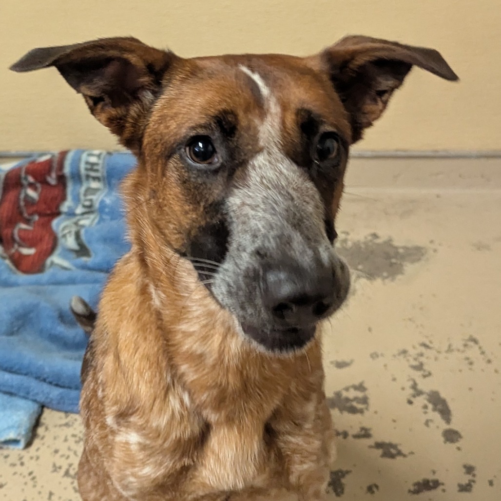 Billie, an adoptable Cattle Dog in Mount Shasta, CA, 96067 | Photo Image 4