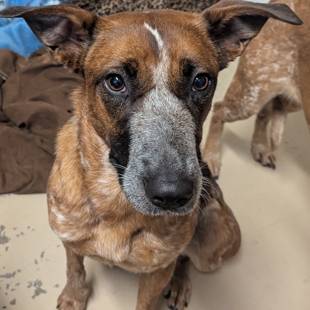 Billie, an adoptable Cattle Dog in Mount Shasta, CA, 96067 | Photo Image 5