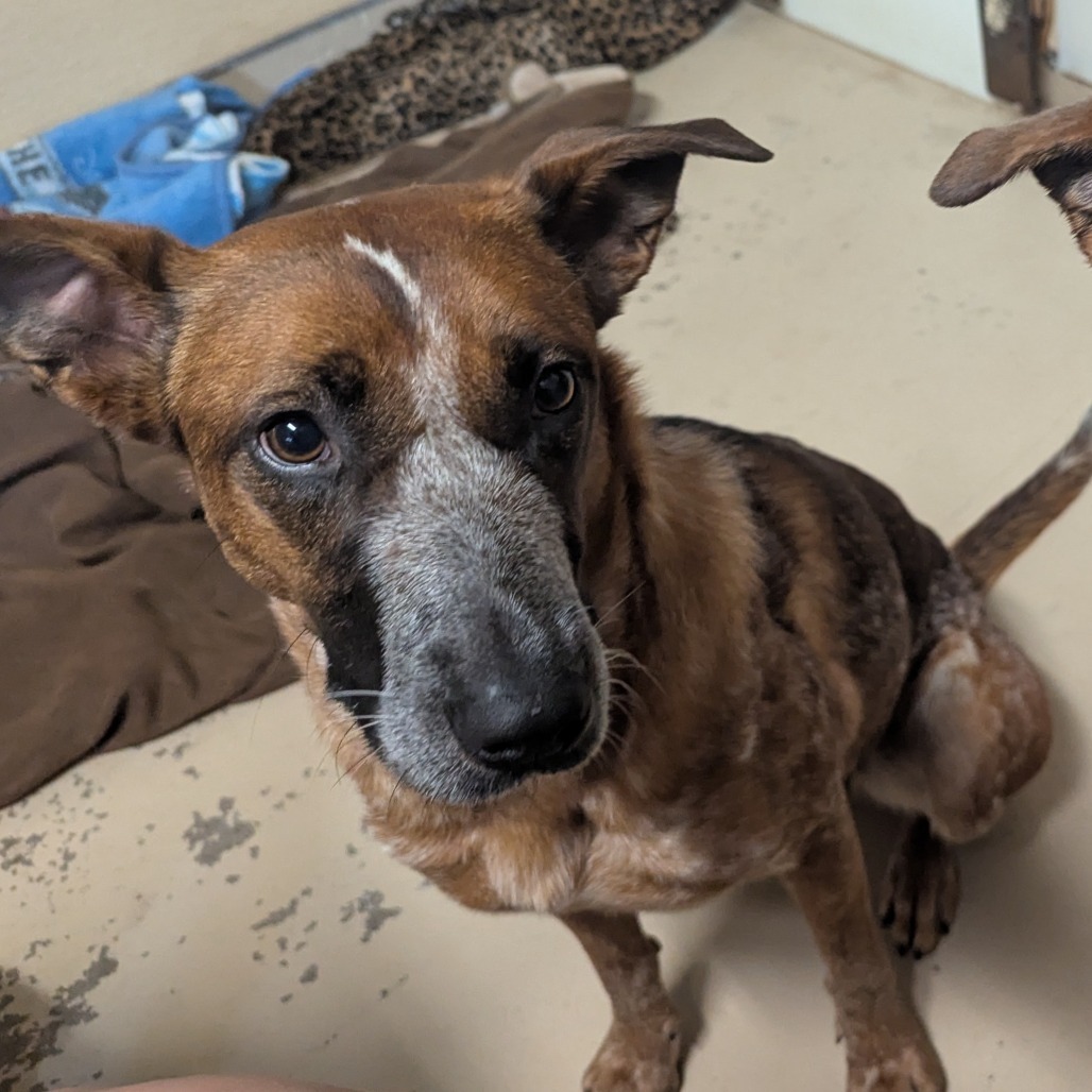 Billie, an adoptable Cattle Dog in Mount Shasta, CA, 96067 | Photo Image 6