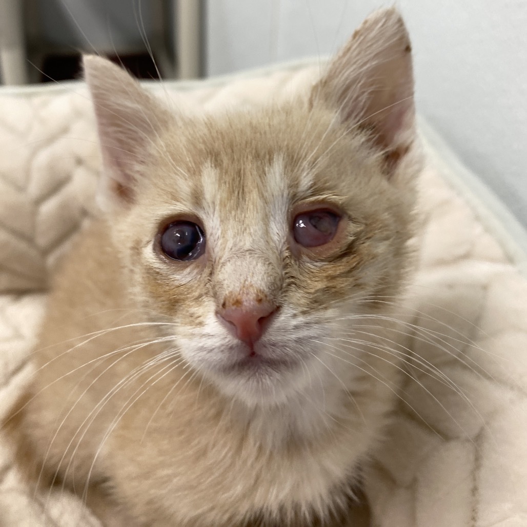 Nemo, an adoptable Domestic Medium Hair in Mount Shasta, CA, 96067 | Photo Image 1