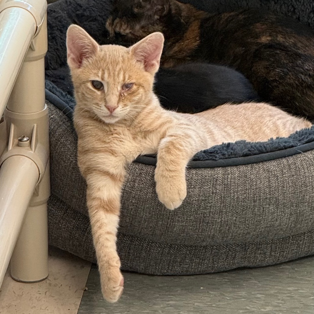 Nemo, an adoptable Domestic Medium Hair in Mount Shasta, CA, 96067 | Photo Image 1