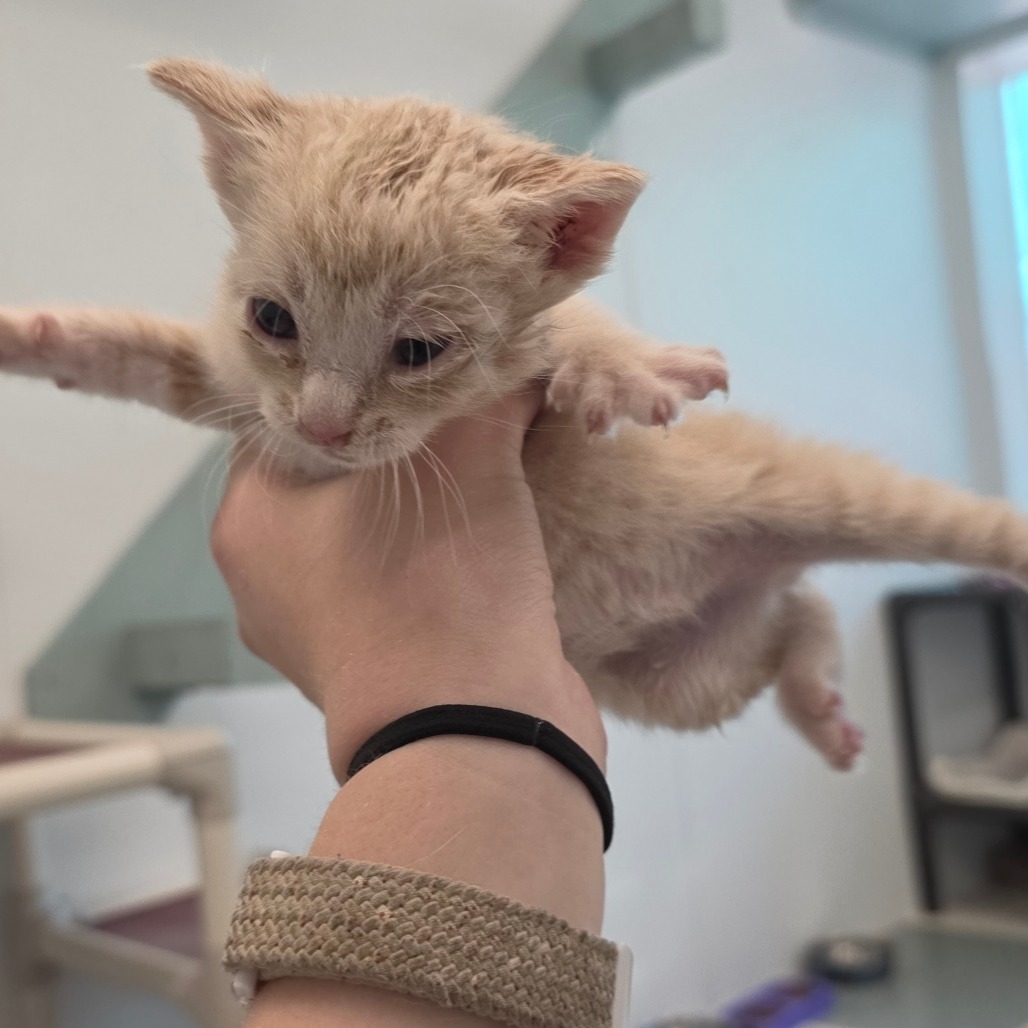 Nemo, an adoptable Domestic Medium Hair in Mount Shasta, CA, 96067 | Photo Image 2