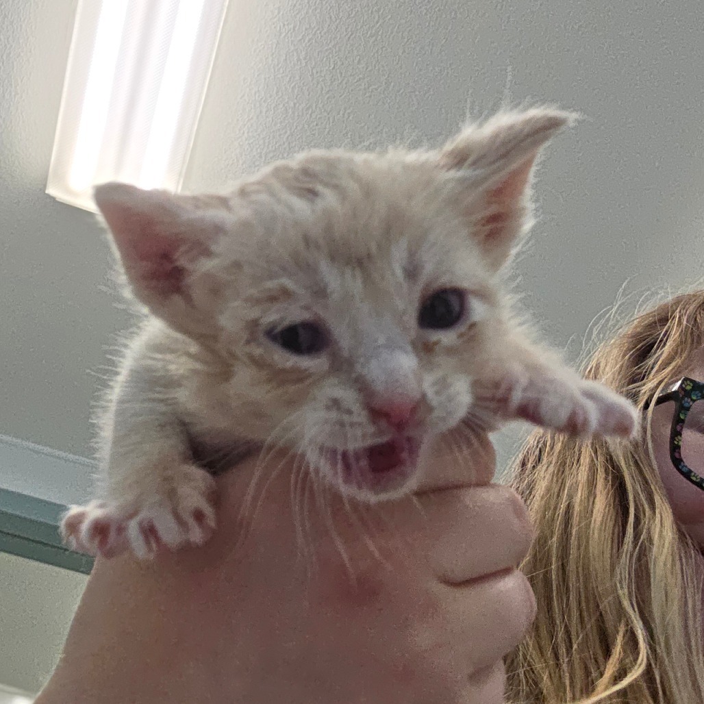 Nemo, an adoptable Domestic Medium Hair in Mount Shasta, CA, 96067 | Photo Image 3