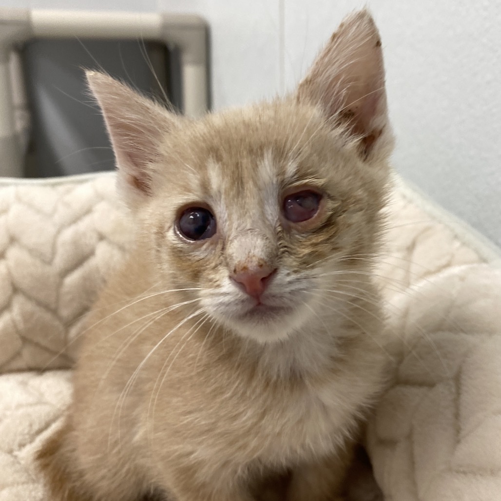 Nemo, an adoptable Domestic Medium Hair in Mount Shasta, CA, 96067 | Photo Image 4