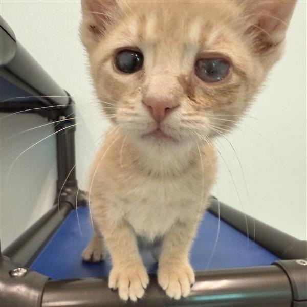 Nemo, an adoptable Domestic Medium Hair in Mount Shasta, CA, 96067 | Photo Image 6
