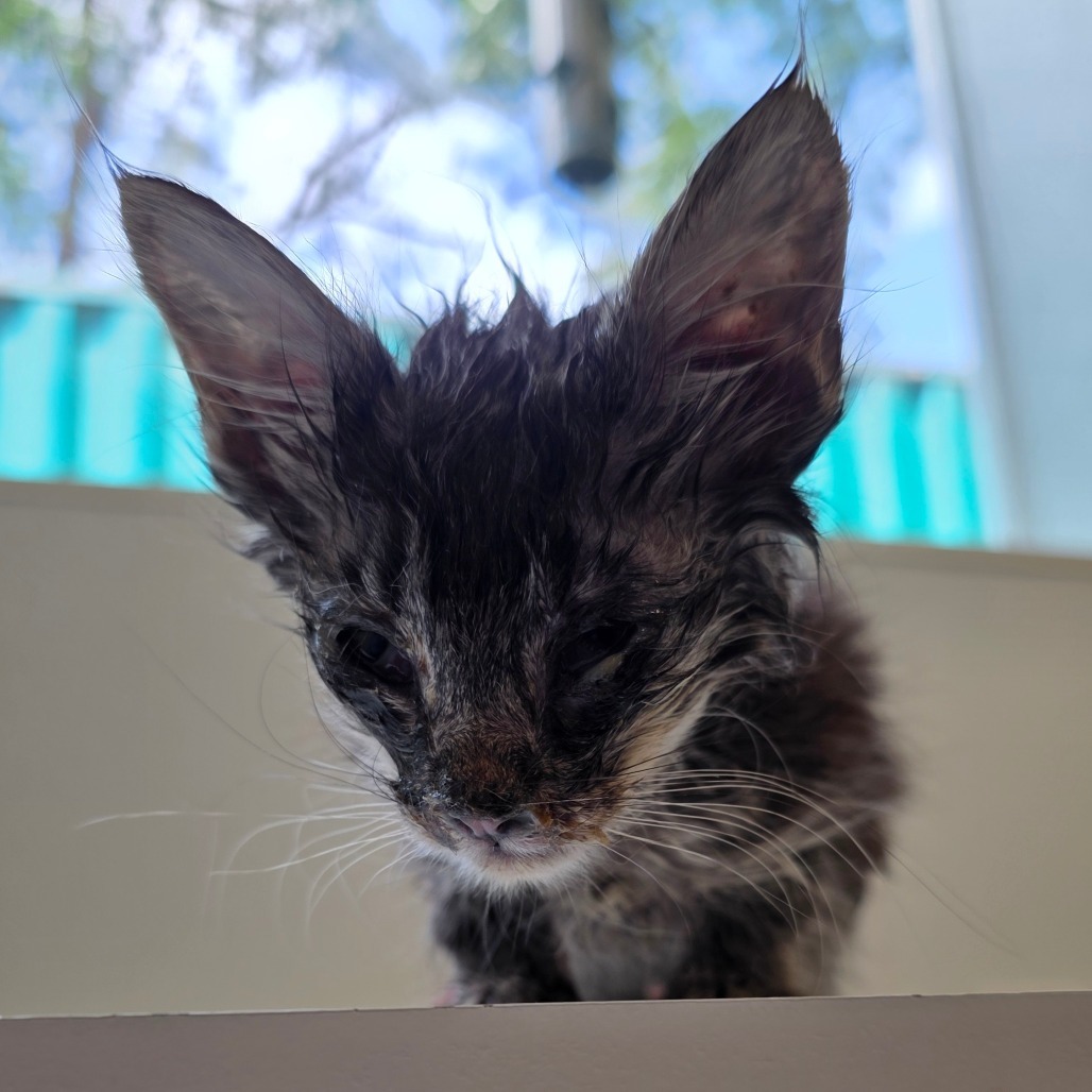 Marley, an adoptable Domestic Medium Hair in Mount Shasta, CA, 96067 | Photo Image 1