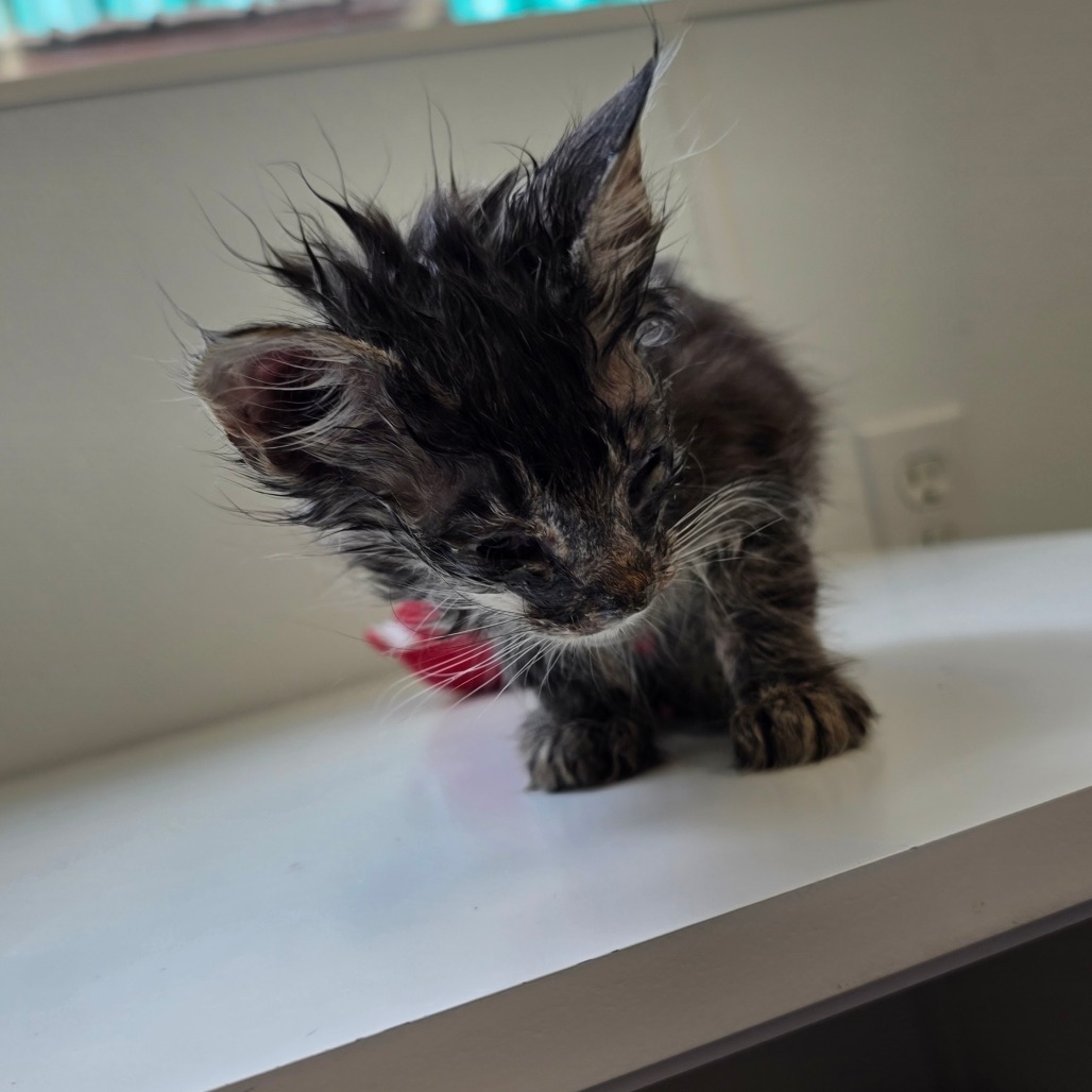 Marley, an adoptable Domestic Medium Hair in Mount Shasta, CA, 96067 | Photo Image 2