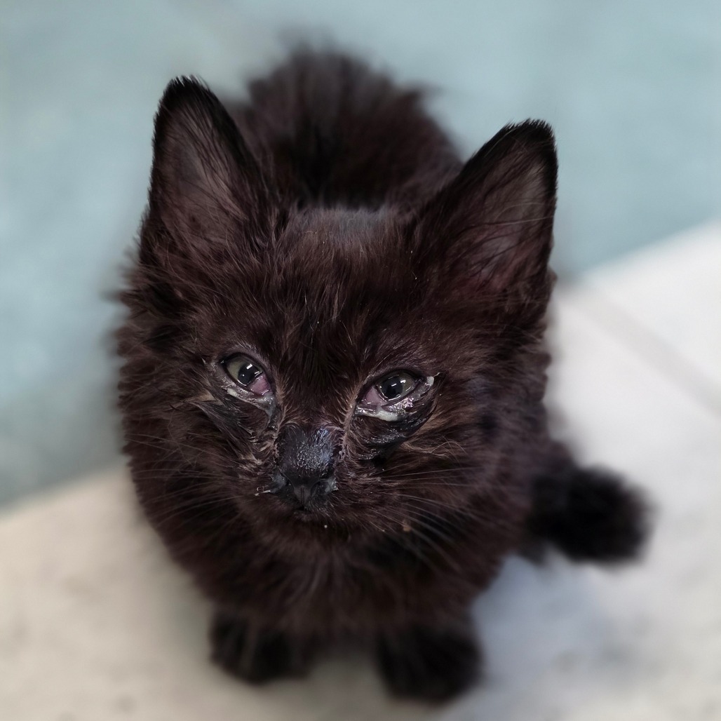 Berry, an adoptable Domestic Medium Hair in Mount Shasta, CA, 96067 | Photo Image 1