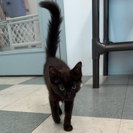 Berry, an adoptable Domestic Medium Hair in Mount Shasta, CA, 96067 | Photo Image 1