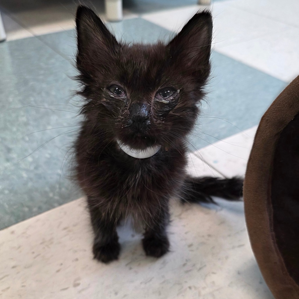 Berry, an adoptable Domestic Medium Hair in Mount Shasta, CA, 96067 | Photo Image 2