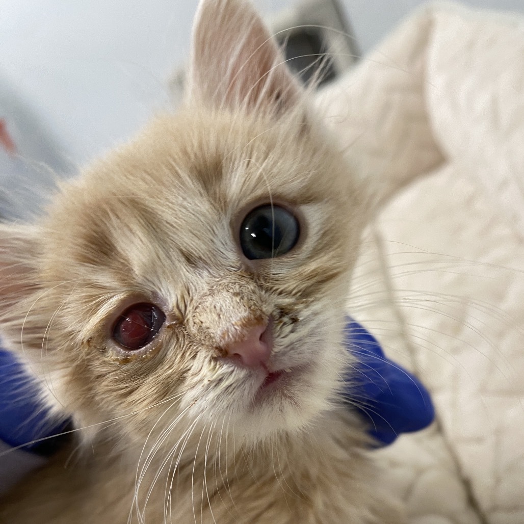 Buttercup, an adoptable Domestic Medium Hair in Mount Shasta, CA, 96067 | Photo Image 1