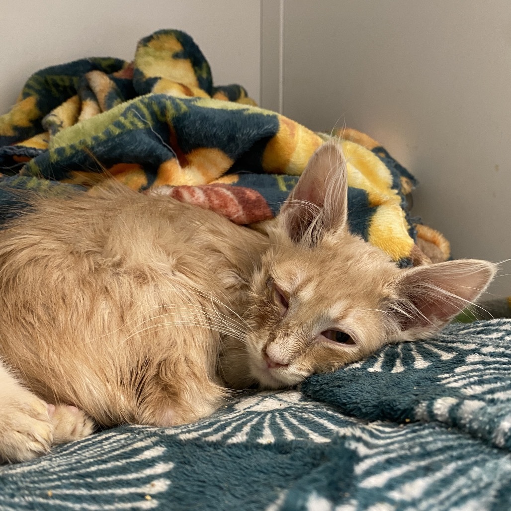 Charlie, an adoptable Domestic Medium Hair in Mount Shasta, CA, 96067 | Photo Image 1