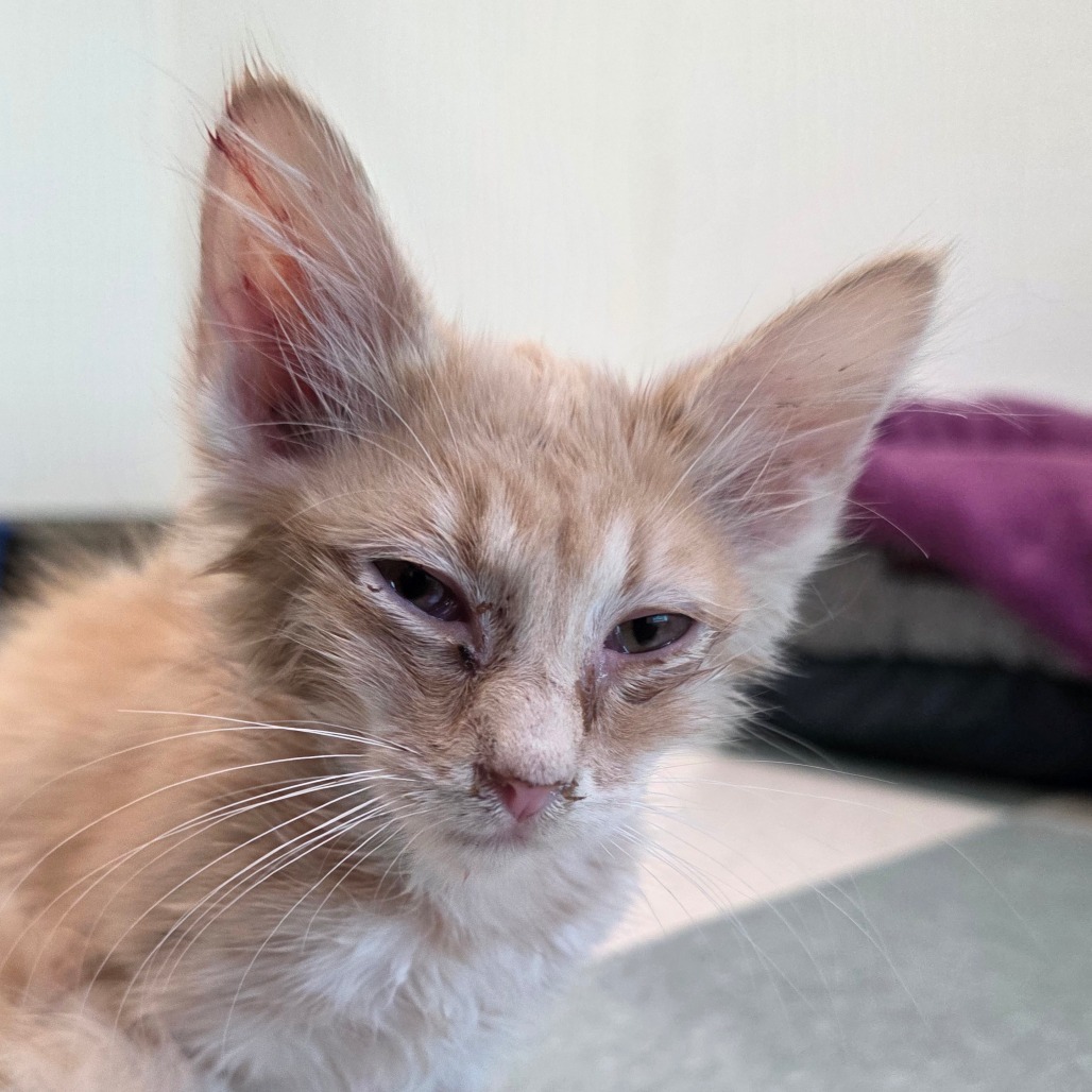 Charlie, an adoptable Domestic Medium Hair in Mount Shasta, CA, 96067 | Photo Image 2