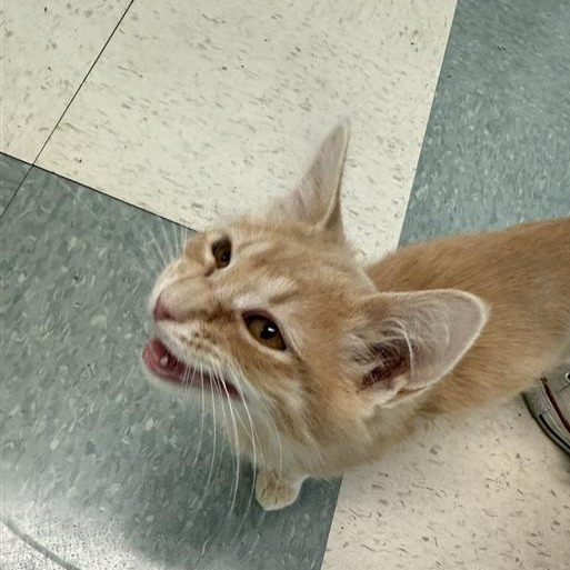 Charlie, an adoptable Domestic Medium Hair in Mount Shasta, CA, 96067 | Photo Image 2