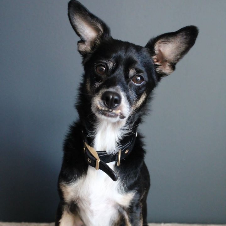 Bowie