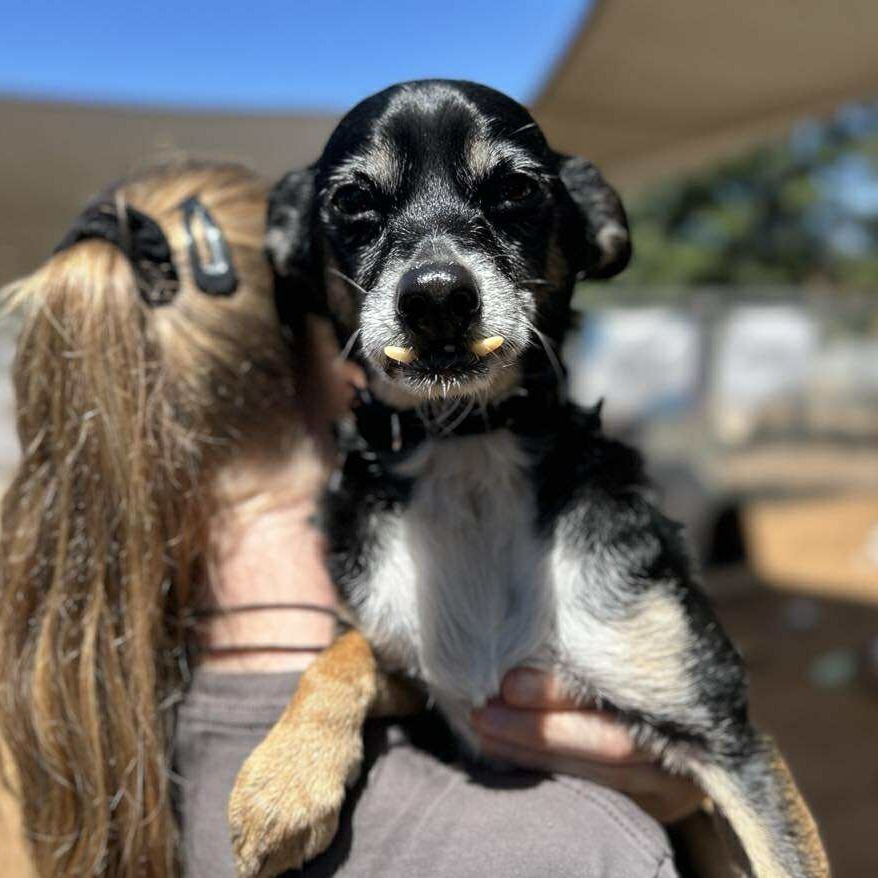 Bowie