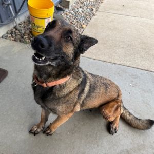 Bulette, Senior Female unknown