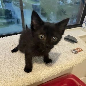 Pepper American Shorthair Cat