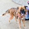 Boba Fetch photo 2