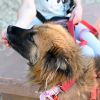 Boba Fetch photo 3