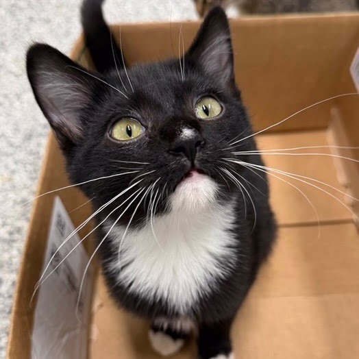 Mercy, an adoptable Domestic Short Hair in Kingman, KS, 67068 | Photo Image 1