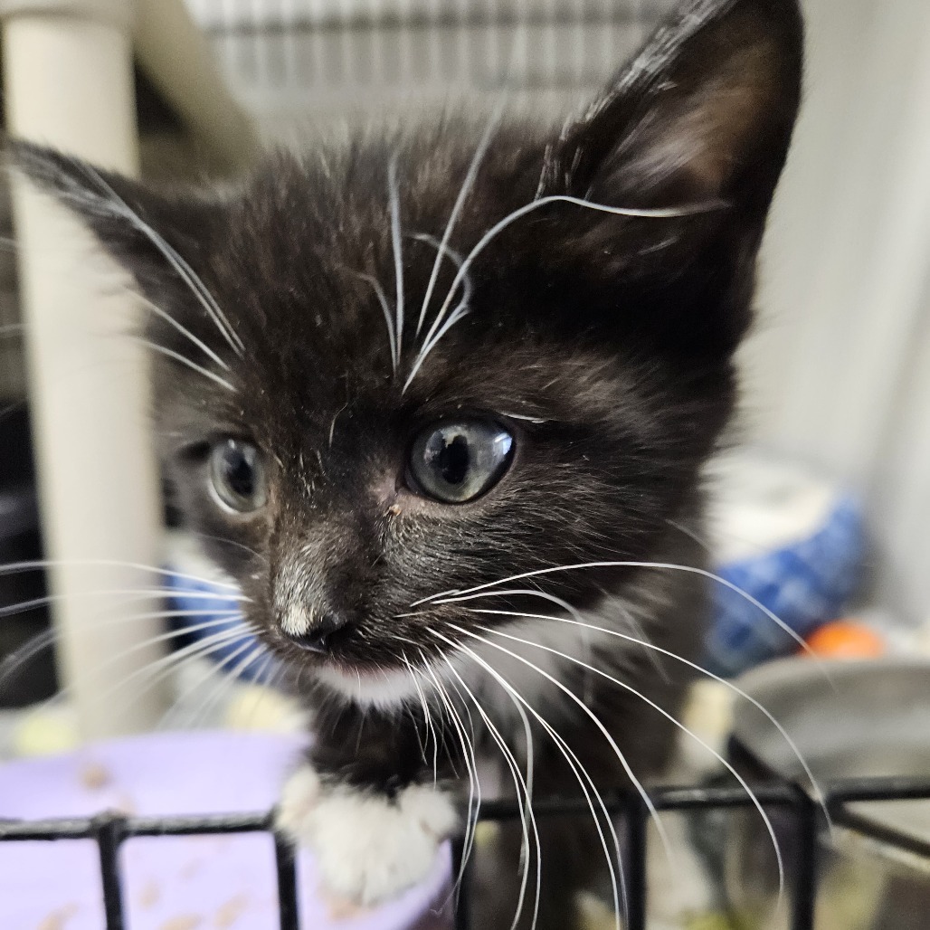 Mercy, an adoptable Domestic Short Hair in Kingman, KS, 67068 | Photo Image 2