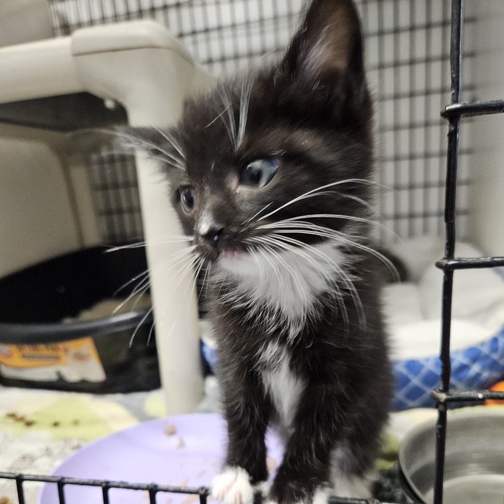 Mercy, an adoptable Domestic Short Hair in Kingman, KS, 67068 | Photo Image 3