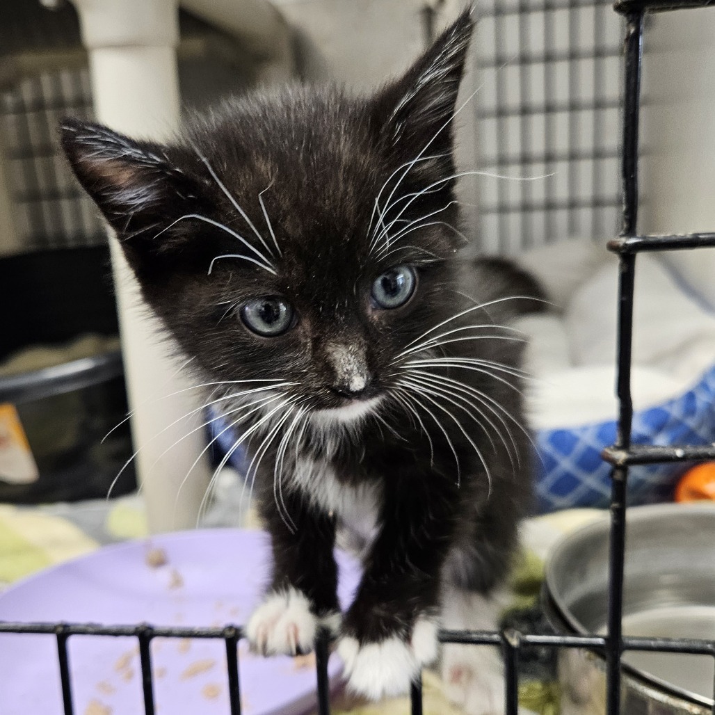Mercy, an adoptable Domestic Short Hair in Kingman, KS, 67068 | Photo Image 4