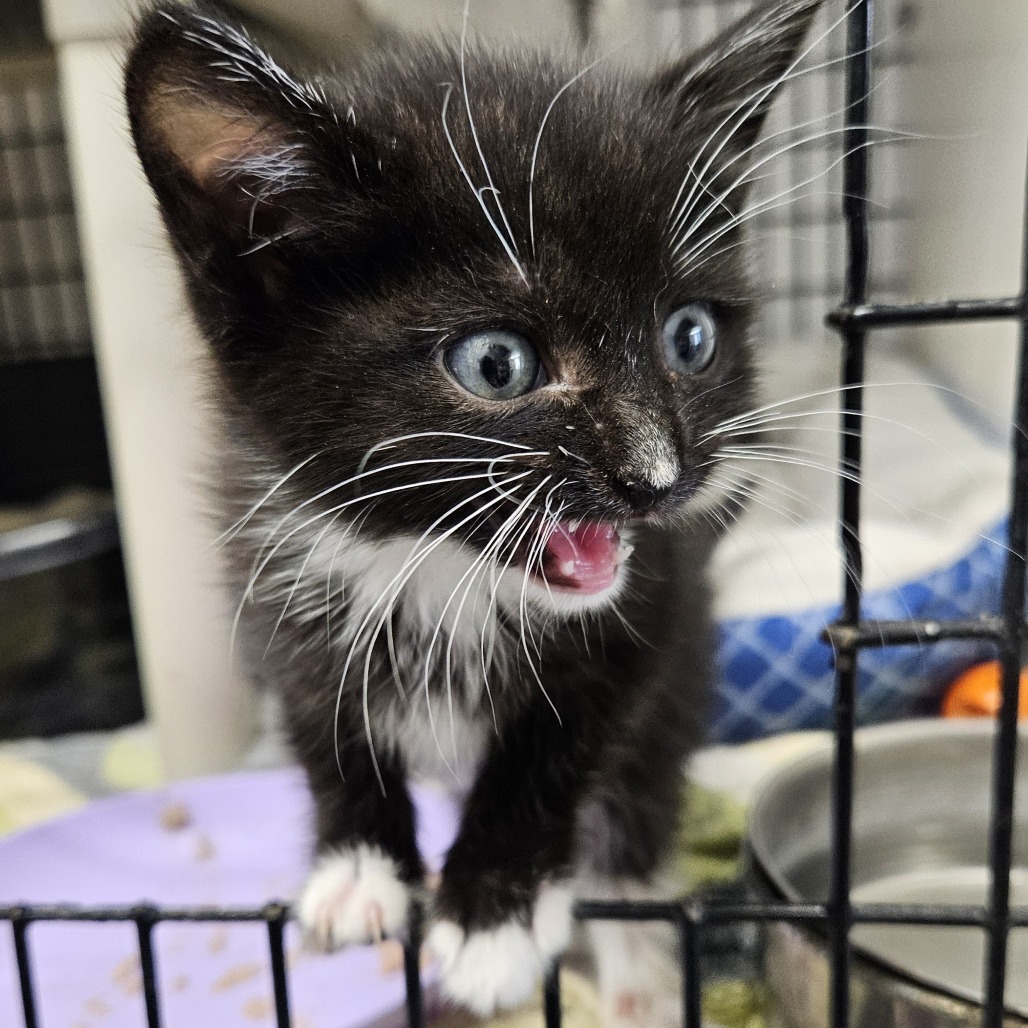 Mercy, an adoptable Domestic Short Hair in Kingman, KS, 67068 | Photo Image 5