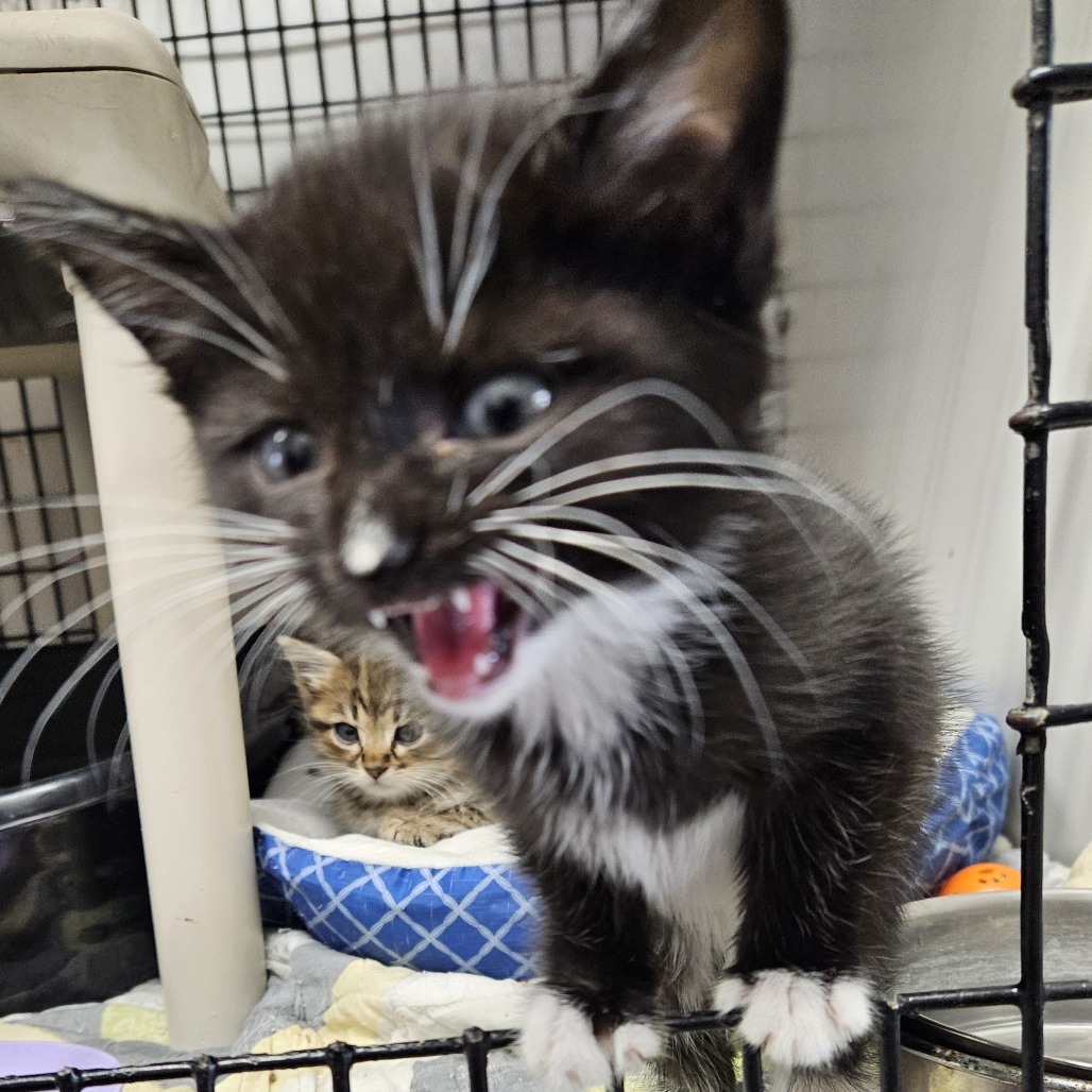 Mercy, an adoptable Domestic Short Hair in Kingman, KS, 67068 | Photo Image 6