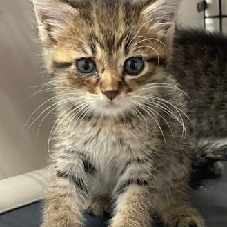 Moses, an adoptable Domestic Medium Hair in Kingman, KS, 67068 | Photo Image 1
