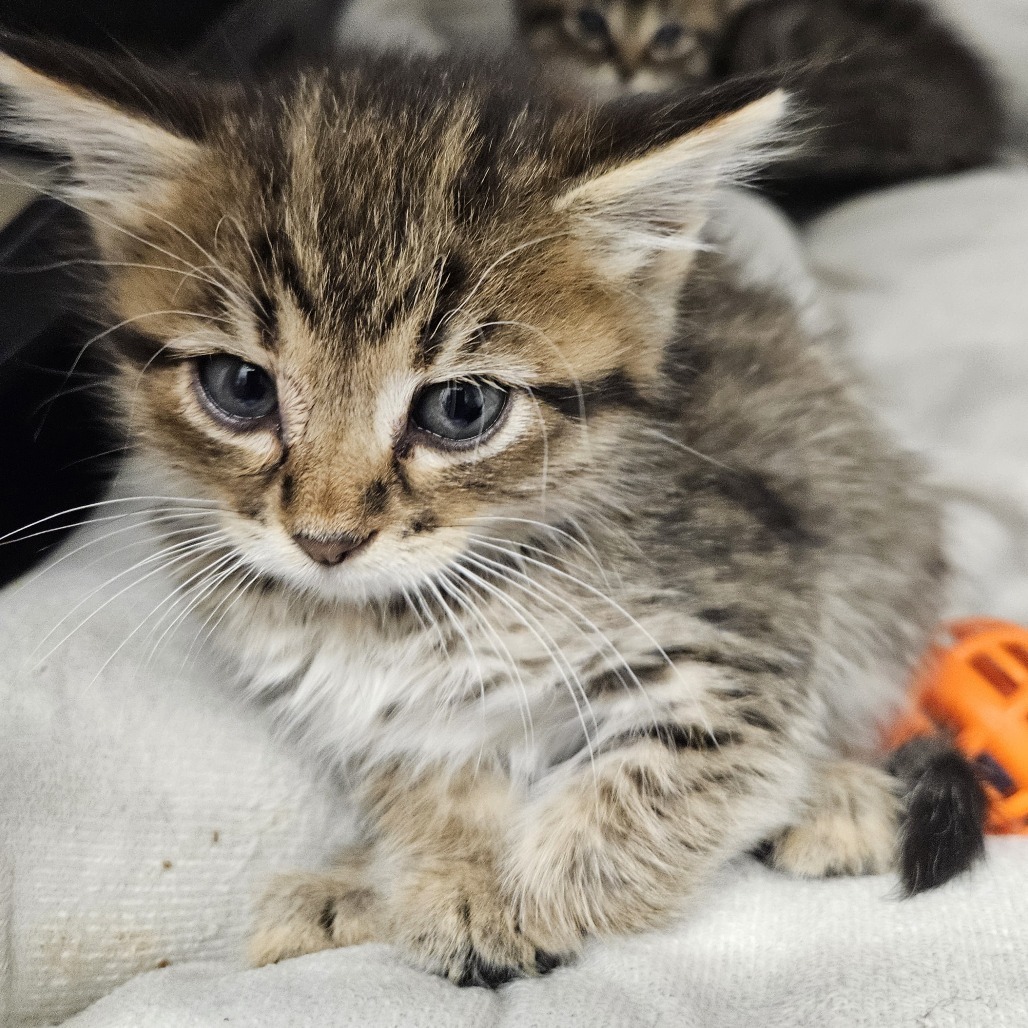 Moses, an adoptable Domestic Medium Hair in Kingman, KS, 67068 | Photo Image 2