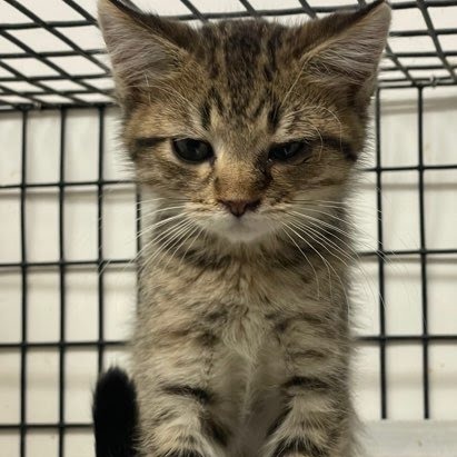 Moses, an adoptable Domestic Medium Hair in Kingman, KS, 67068 | Photo Image 4